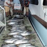 Yellowfin Tuna Charter
