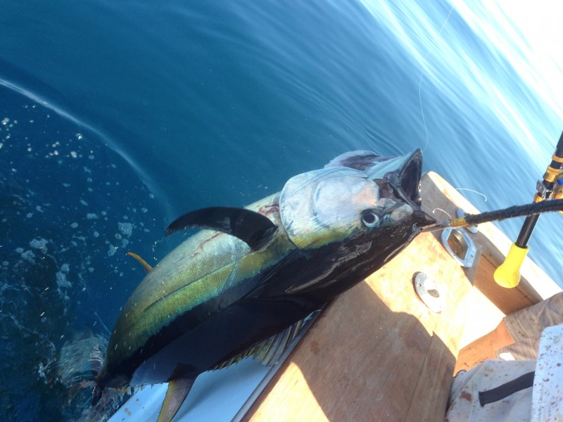 Yellowfin Tuna over the rail